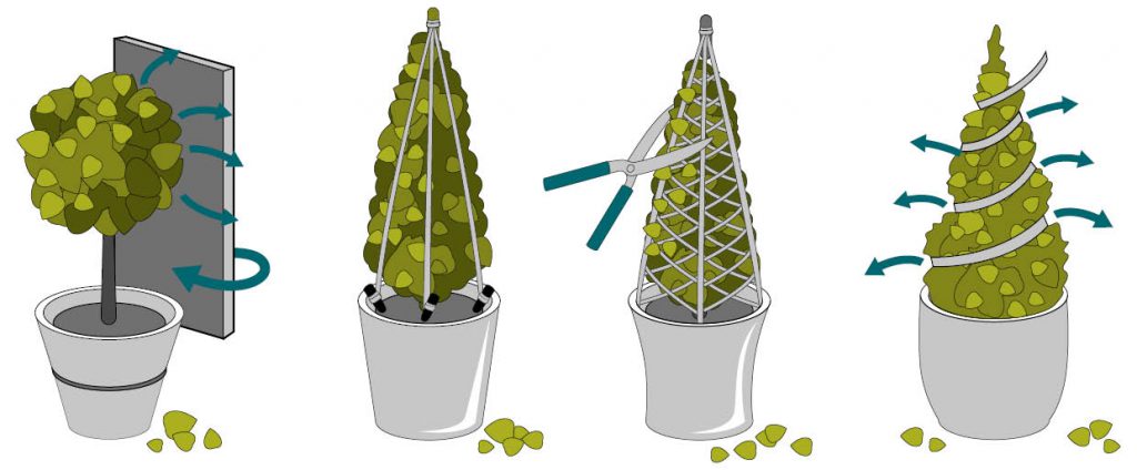 Poda de árboles: diferentes tipos de topiaria